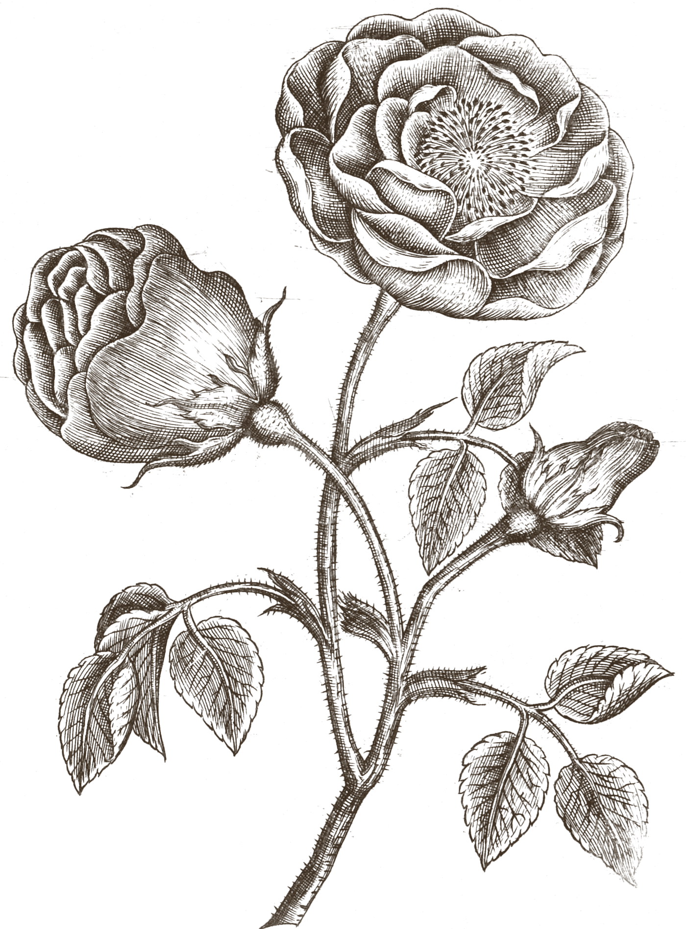 Grabado de hacia 1600: una rama de rosal con una rosa abierta, otra a medio abrir y un capullo, con sus hojas y espinas. Crispijn van de Passe, Cognoscite lilia, h. 1600.